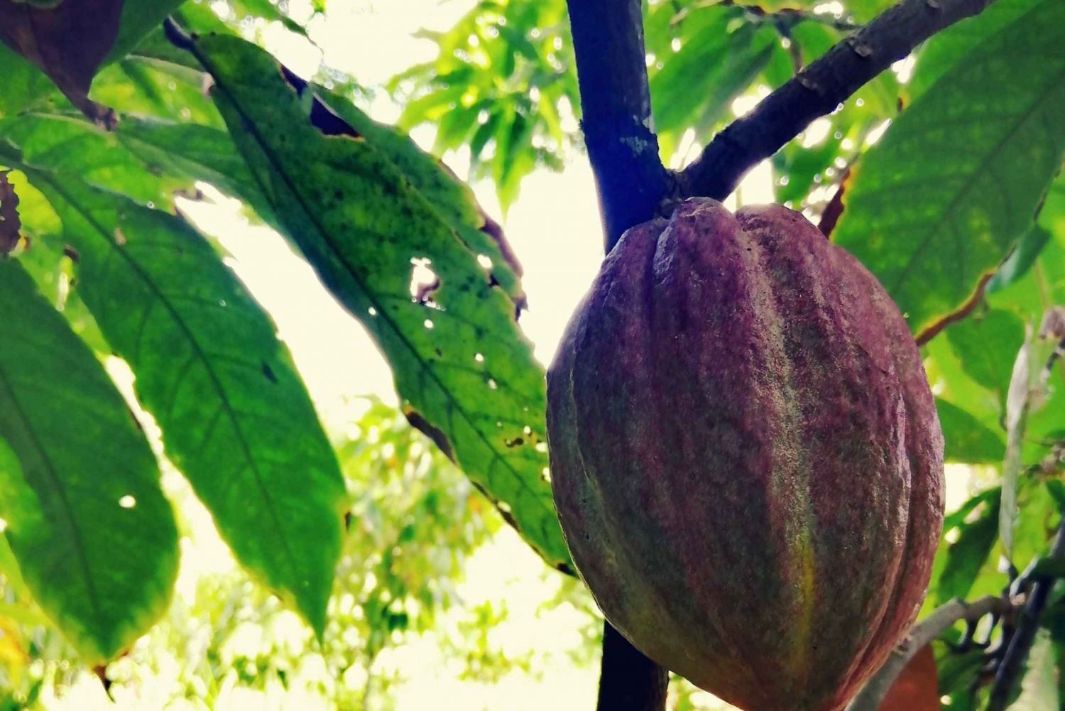 Desde Puerto Plata Priv: Cacao, Café, Puros y Mercado Local