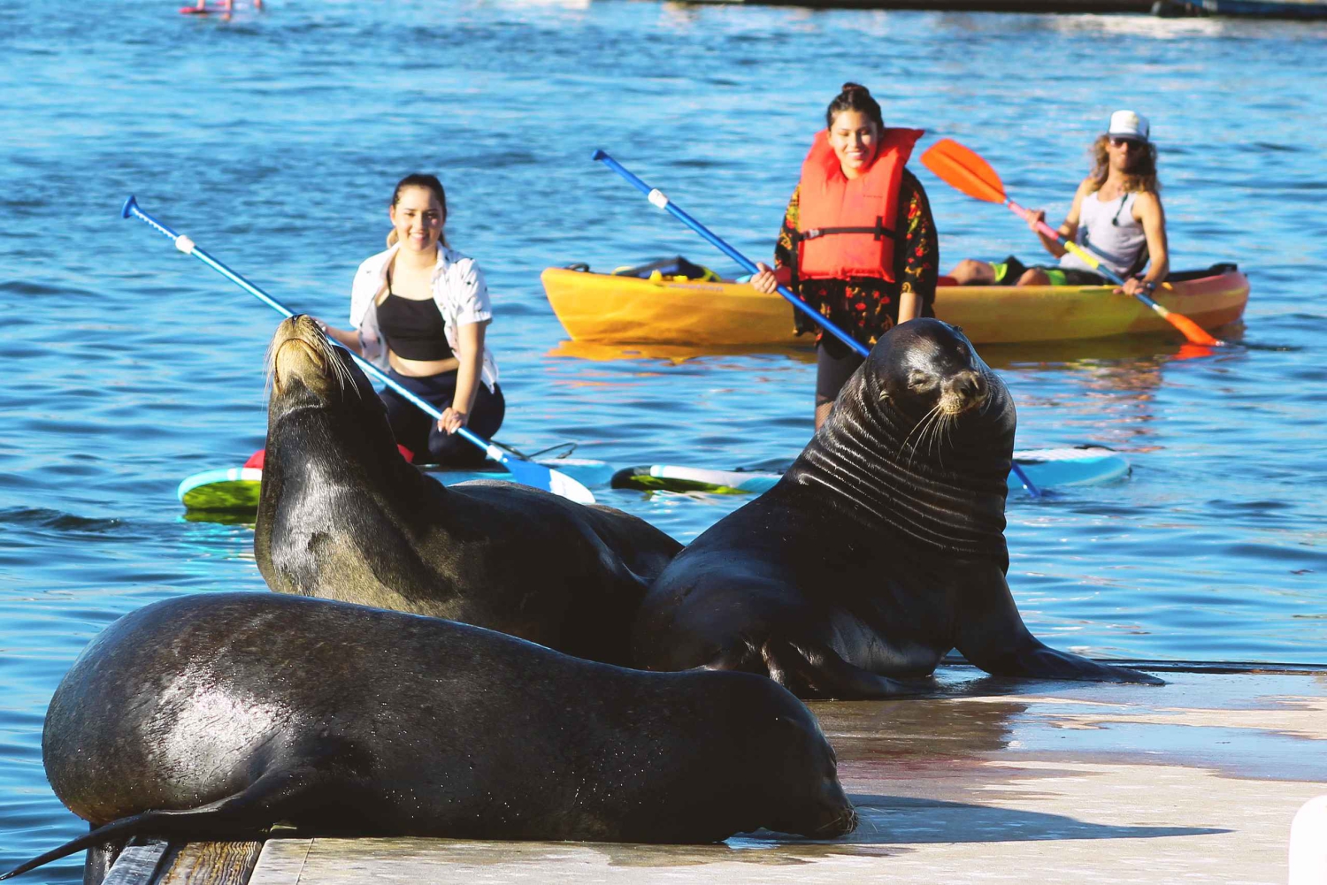Marina del Rey: Excursión en Kayak y Paddleboard con Leones Marinos