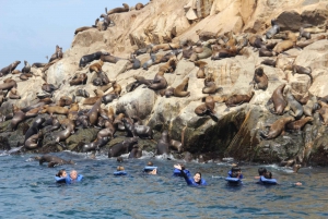 From Lima: Palomino Islands, Sea Lions Swim & Yacht Tour