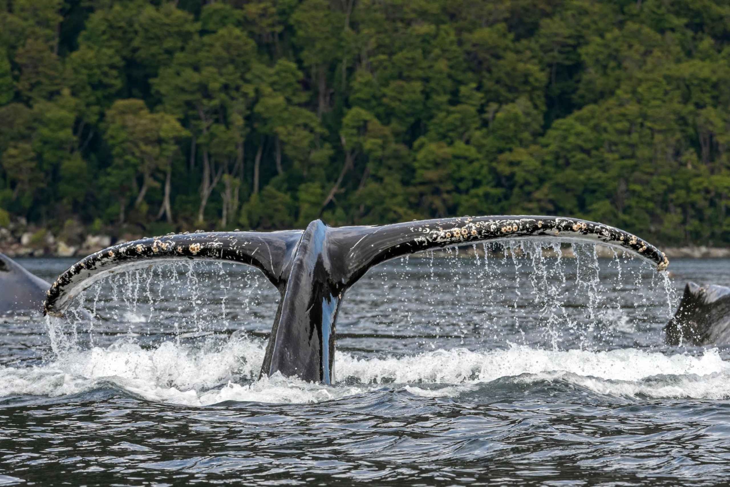 Punta Arenas: Tour de día completo a Ballenas, Pingüinos y Glaciares