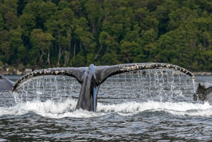 Punta Arenas: Tour de día completo a Ballenas, Pingüinos y Glaciares
