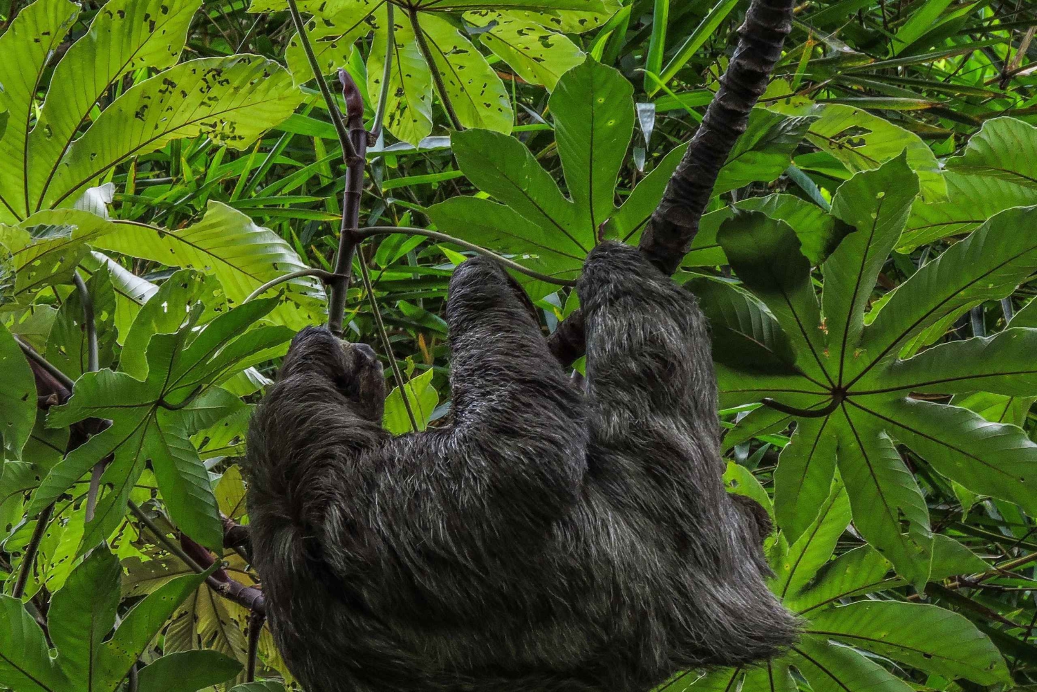 San José: Tour a pie por la naturaleza con perezosos, aves y árboles