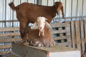 Cipro: tour enogastronomico di Troodos Mountain con pranzo