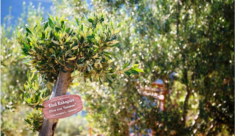 Ktima Sofokleous Oliva Terra