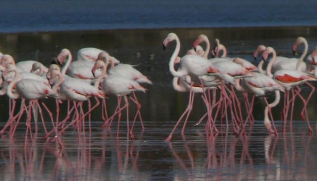 Lago salato di Larnaka