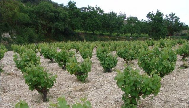 Makkas Винодельня