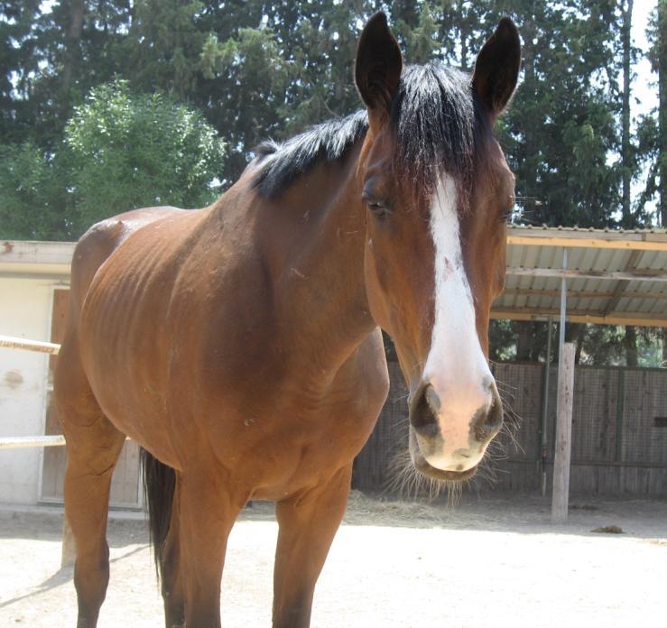 Paseos a caballo Mouttayiaka