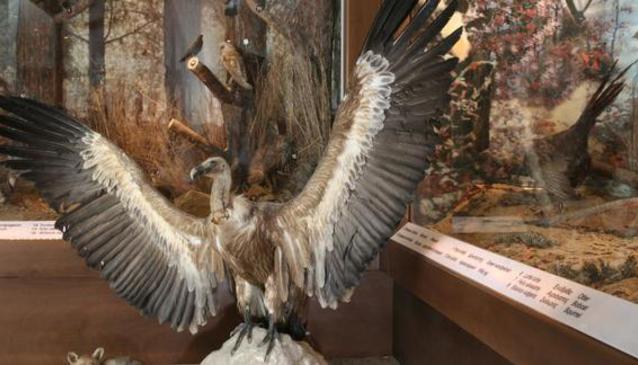 Museo de Historia Natural