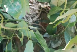 Paphos, Blaue Lagune, Latchi, Tagestour, Reisebus, Boot + Wasserrutsche.