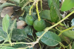 Paphos, Blaue Lagune, Latchi, Tagestour, Reisebus, Boot + Wasserrutsche.