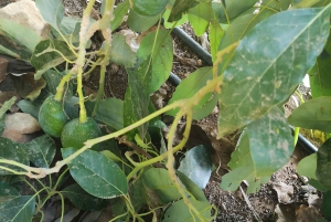 Paphos, Blaue Lagune, Latchi, Tagestour, Reisebus, Boot + Wasserrutsche.