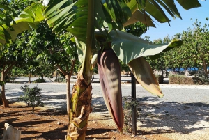 Paphos, Blaue Lagune, Latchi, Tagestour, Reisebus, Boot + Wasserrutsche.