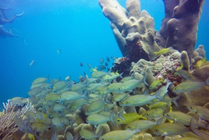 Første dykkeroplevelse i Punta Cana