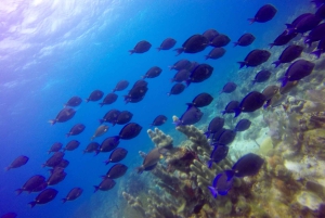 Første dykkeroplevelse i Punta Cana