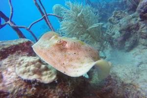 Første dykkeroplevelse i Punta Cana