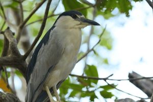 La Romana: Observação de pássaros na Casa de Campo
