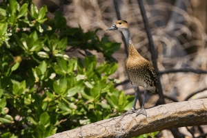 La Romana: Observação de pássaros na Casa de Campo