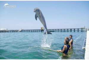 Punta Cana: Dolphin Park Entry and Swim with Dolphins