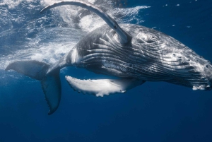 Samana: Whale Watching and Cayo Levantado Full Day Tour