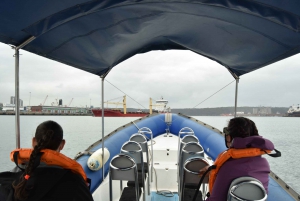 Durban: 1-Hour Boat Cruise from Wilson's Wharf