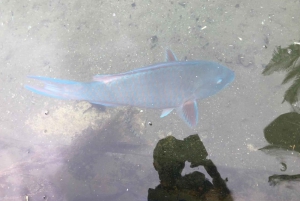 Durban: Canal Cruise