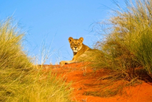 Durban: Safari em Hluhluwe Imfolozi e excursão a iSimangaliso