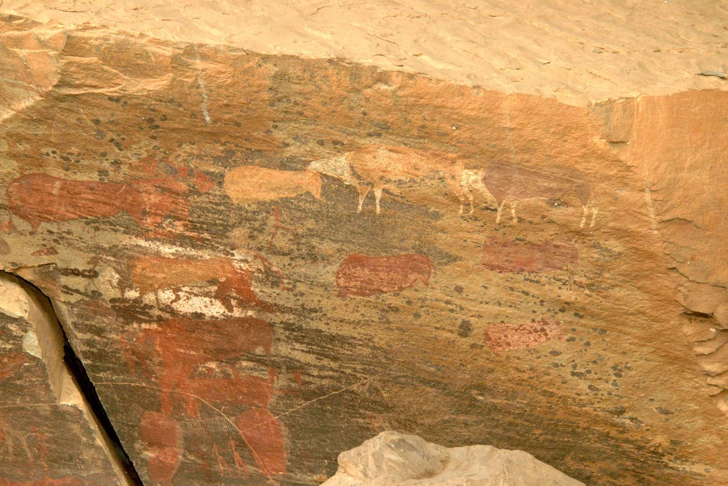 Fra Durban: Drakensberg-bjergene og Howick Falls-turen