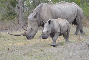 Från Durban: Dagstur till Hluhluwe Imfolozi Game Reserve