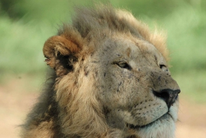 Från Durban: Dagstur till Hluhluwe Imfolozi Game Reserve