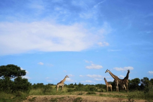 Durban: Safari a los 5 Grandes de Hluhluwe con prismáticos Pro Zeiss