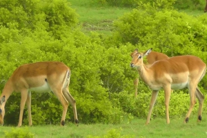 Wycieczka po trasie ogrodowej do Kapsztadu [5 dni]: Port Elizabeth
