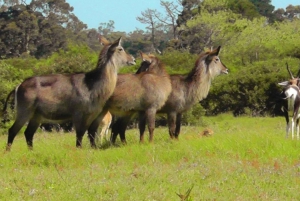 Wycieczka po trasie ogrodowej do Kapsztadu [5 dni]: Port Elizabeth