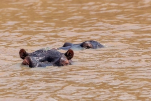 Wycieczka po trasie ogrodowej do Kapsztadu [5 dni]: Port Elizabeth