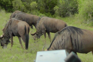 Wycieczka po trasie ogrodowej do Kapsztadu [5 dni]: Port Elizabeth