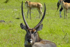 Wycieczka po trasie ogrodowej do Kapsztadu [5 dni]: Port Elizabeth