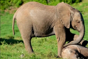 Wycieczka po trasie ogrodowej do Kapsztadu [5 dni]: Port Elizabeth