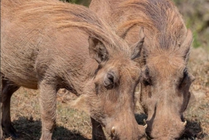 Wycieczka po trasie ogrodowej do Kapsztadu [5 dni]: Port Elizabeth