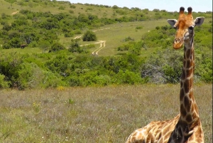 Wycieczka po trasie ogrodowej do Kapsztadu [5 dni]: Port Elizabeth