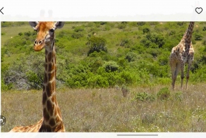 Wycieczka po trasie ogrodowej do Kapsztadu [5 dni]: Port Elizabeth