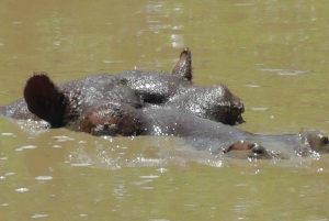 Wycieczka po trasie ogrodowej do Kapsztadu [5 dni]: Port Elizabeth