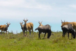 Wycieczka po trasie ogrodowej do Kapsztadu [5 dni]: Port Elizabeth