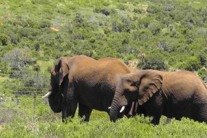 Wycieczka po trasie ogrodowej do Kapsztadu [5 dni]: Port Elizabeth