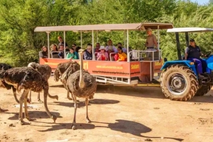 Wycieczka po trasie ogrodowej do Kapsztadu [5 dni]: Port Elizabeth