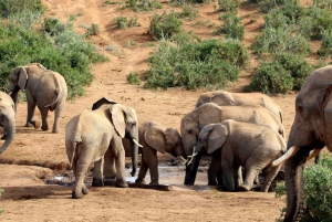 Addo Elephant National Park All Inclusive Full-Day Safari