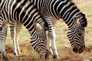 Addo Elephant National Park All Inclusive Full-Day Safari