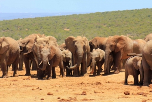 Addo Elephant National Park All Inclusive Full-Day Safari