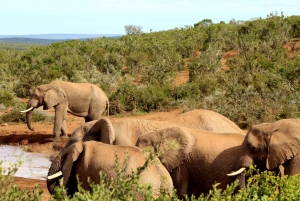 Addo Elephant National Park All Inclusive Full-Day Safari