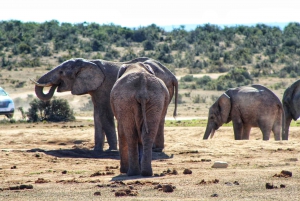 Addo Elephant National Park All Inclusive Full-Day Safari
