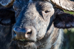 Addo Elephant National Park All Inclusive Full-Day Safari