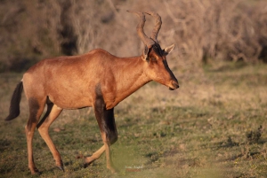 Addo Elephant National Park All Inclusive Full-Day Safari